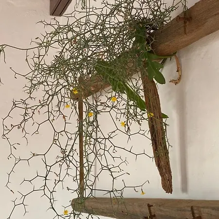 Casa Camelio Mácher