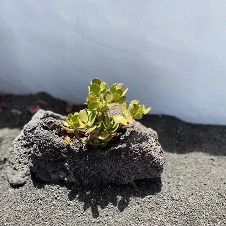 Apartment Casa Camelio *